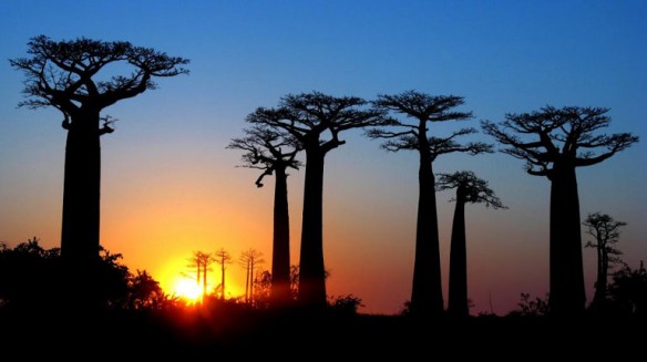 baobabs