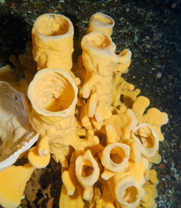 glass-sponge-reef