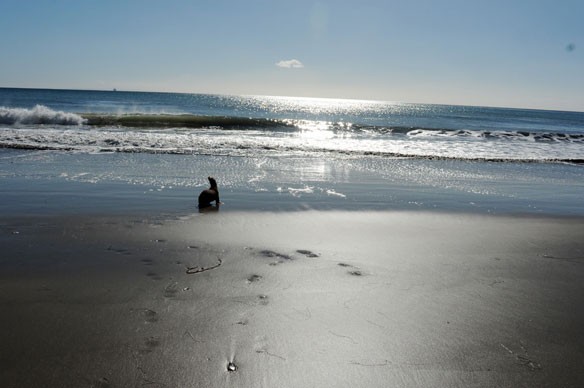 seal-california