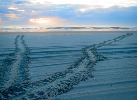 turtle-tracks-florida