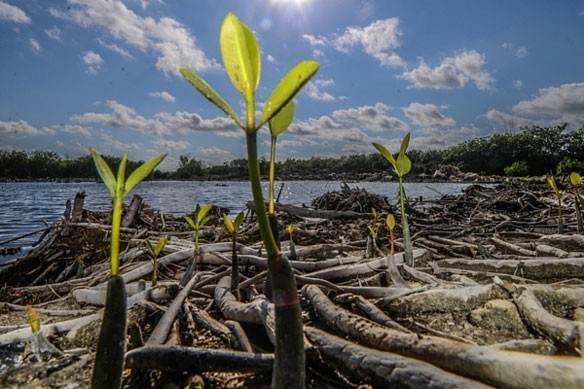 mangrove-cancun