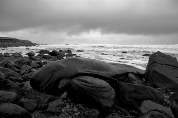 pilot-whale-beached