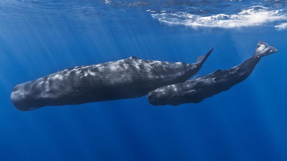 sperm-whale