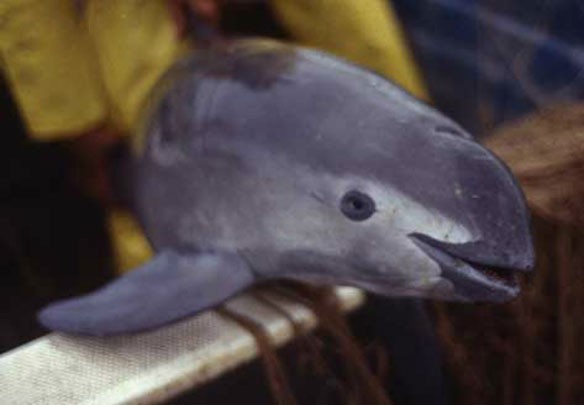 vaquita