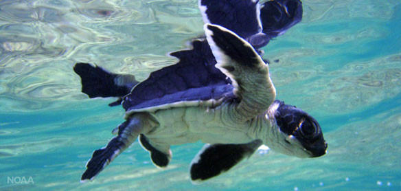 green-turtle-hatchling