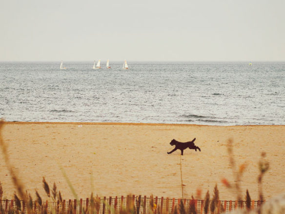 dog-beach-illinois