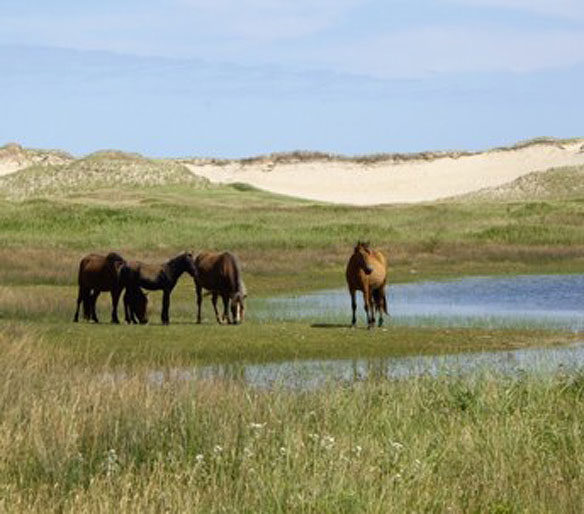 sable-horse-halifax