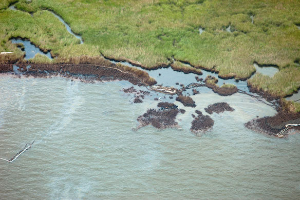 louisiana-oiled-shoreline