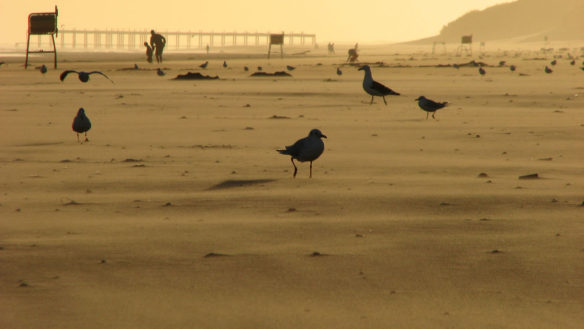 argentina-gaviotas