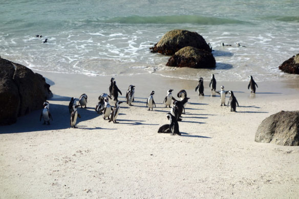 boulders-south-africa