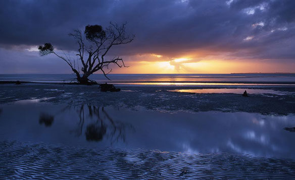 mangrove-queensland