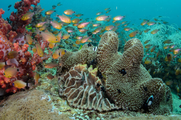A healthy coral reef in the tropical Pacific Ocean (Photograph © Tom Gruber).