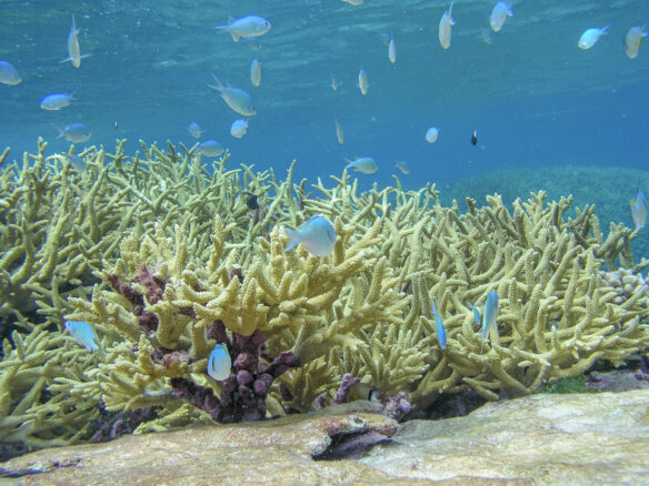 Dead coral that has been bleached from high water temperatures (Amanda Meyer / USFWS via Wikimedia)