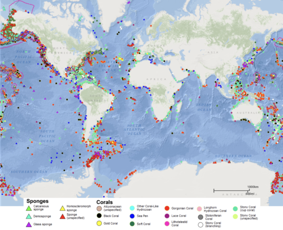 Global Distribution of ahermatypic (deep-water and cold-water corals) and sponges (Illustration courtesy of NOAA Deep Sea Coral and Sponge Portal).