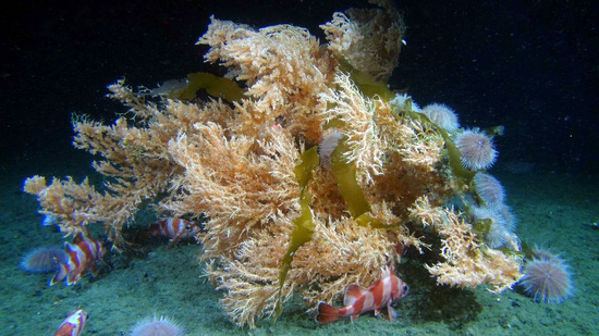 A deep-water ahermatypic coral (Photograph courtesy of NOAA- Alaska Fisheries Science Center and Deep-Sea Coral Research and Technology Program).