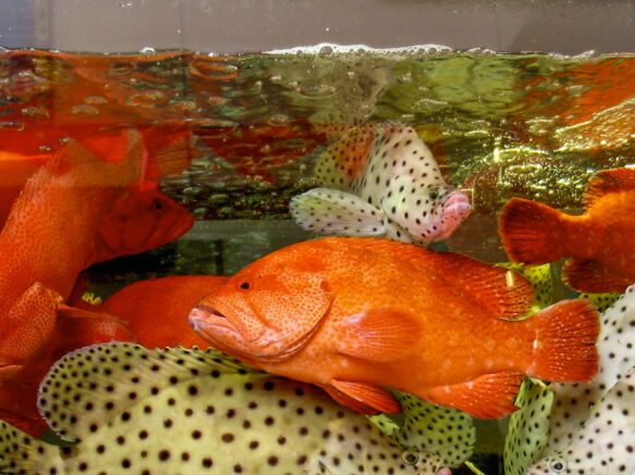 Aquarium with live fish on the menu in Taiwan which customers can select (Photograph © Gary Griggs).