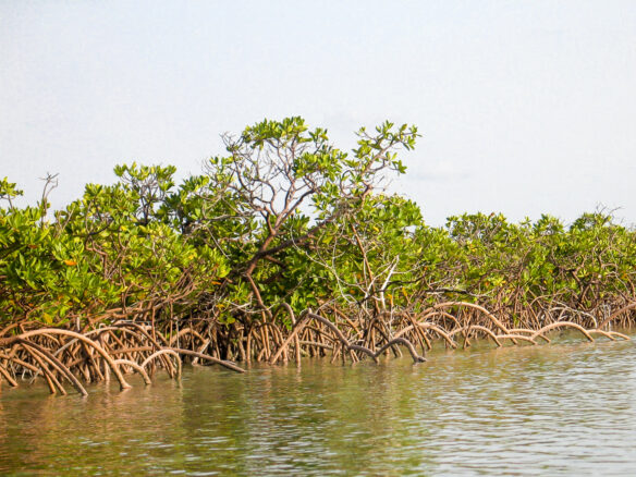 Mangroves can trap sediment and provide a buffer from wave attack (Photograph © Gary Griggs).