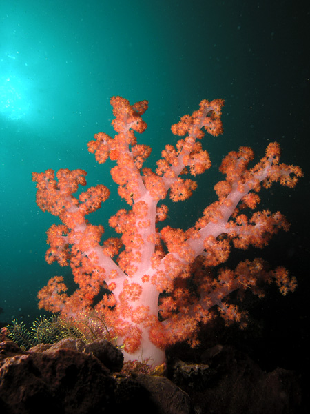 Ahermatypic corals with stems or stalks that record changing water conditions (Photo: Nhobgood, CC BY-SA 3.0 via Wikimedia Commons).