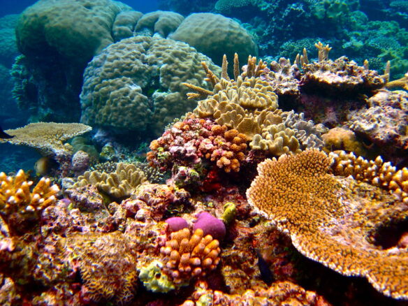 The Great Barrier Reef, Australia (photo by Kyle Taylor CC BY 2.0 via Flickr).